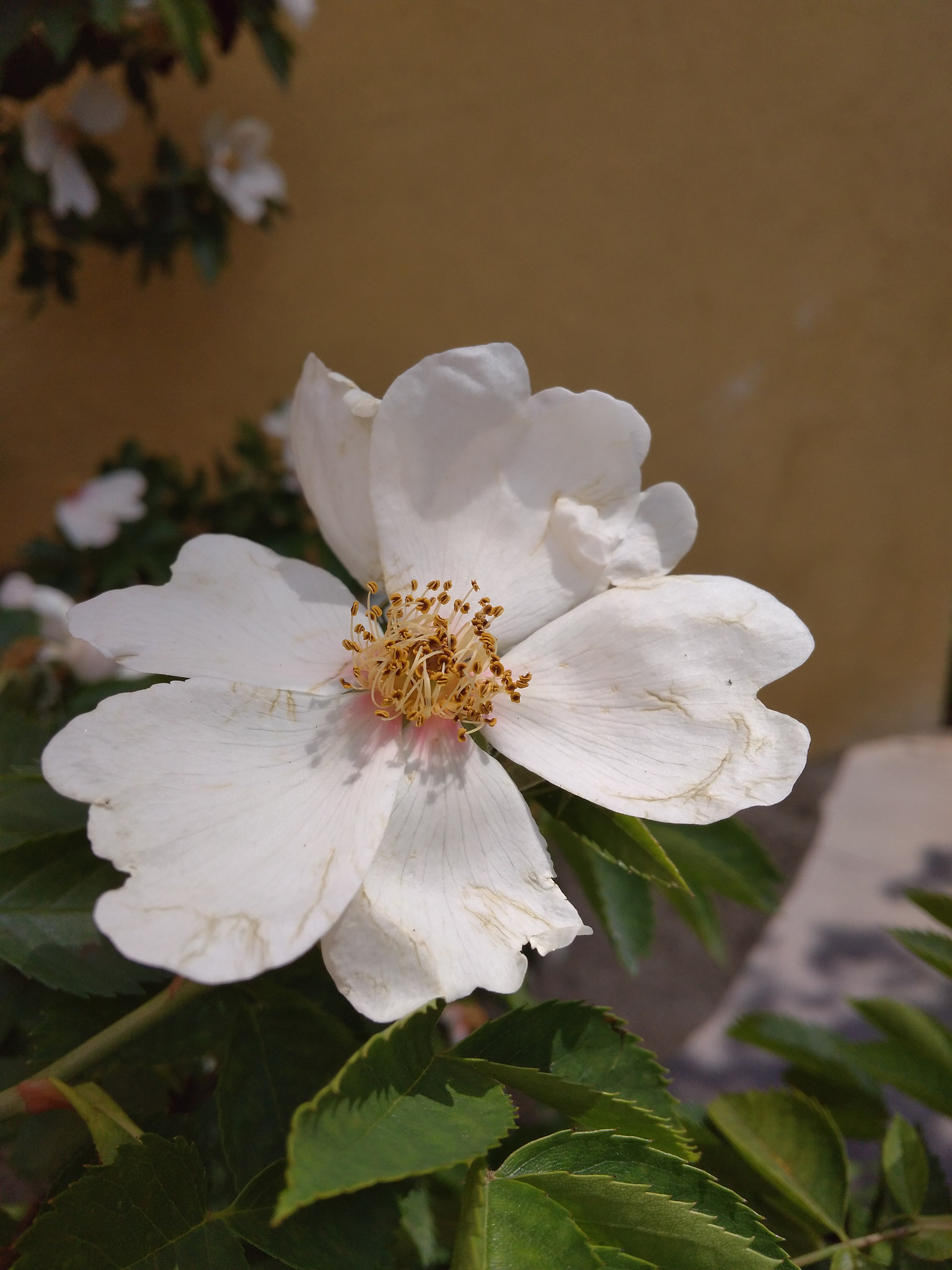 Xiaomi Redmi 4A sample photo