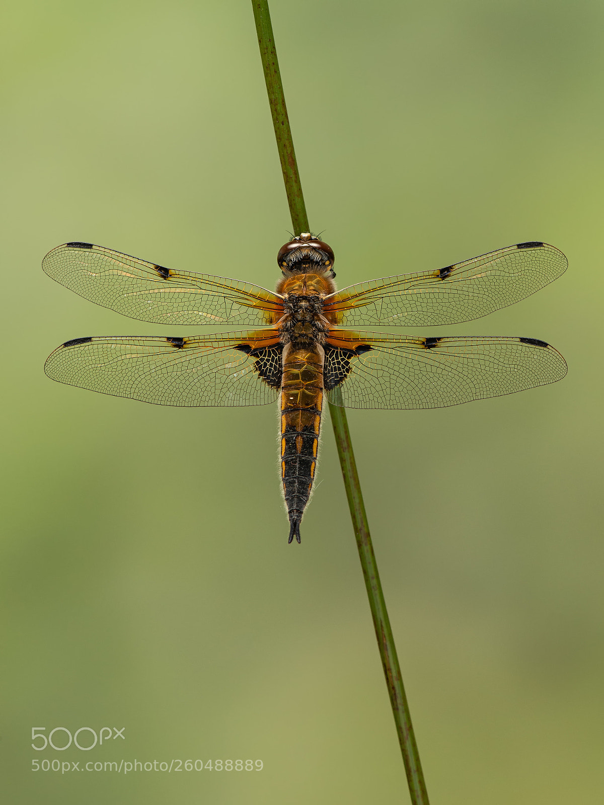 Nikon D800 sample photo. Four spotted chaser photography
