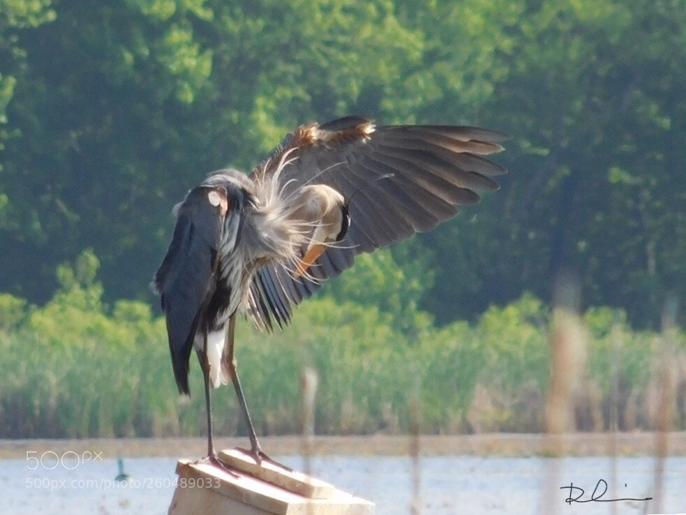 Nikon Coolpix L840 sample photo. Great blue heron  photography