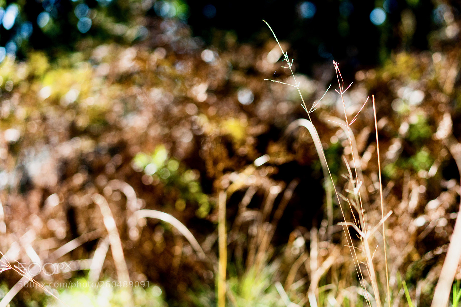 Sony a7R III sample photo. Dsc06729-2.jpg photography