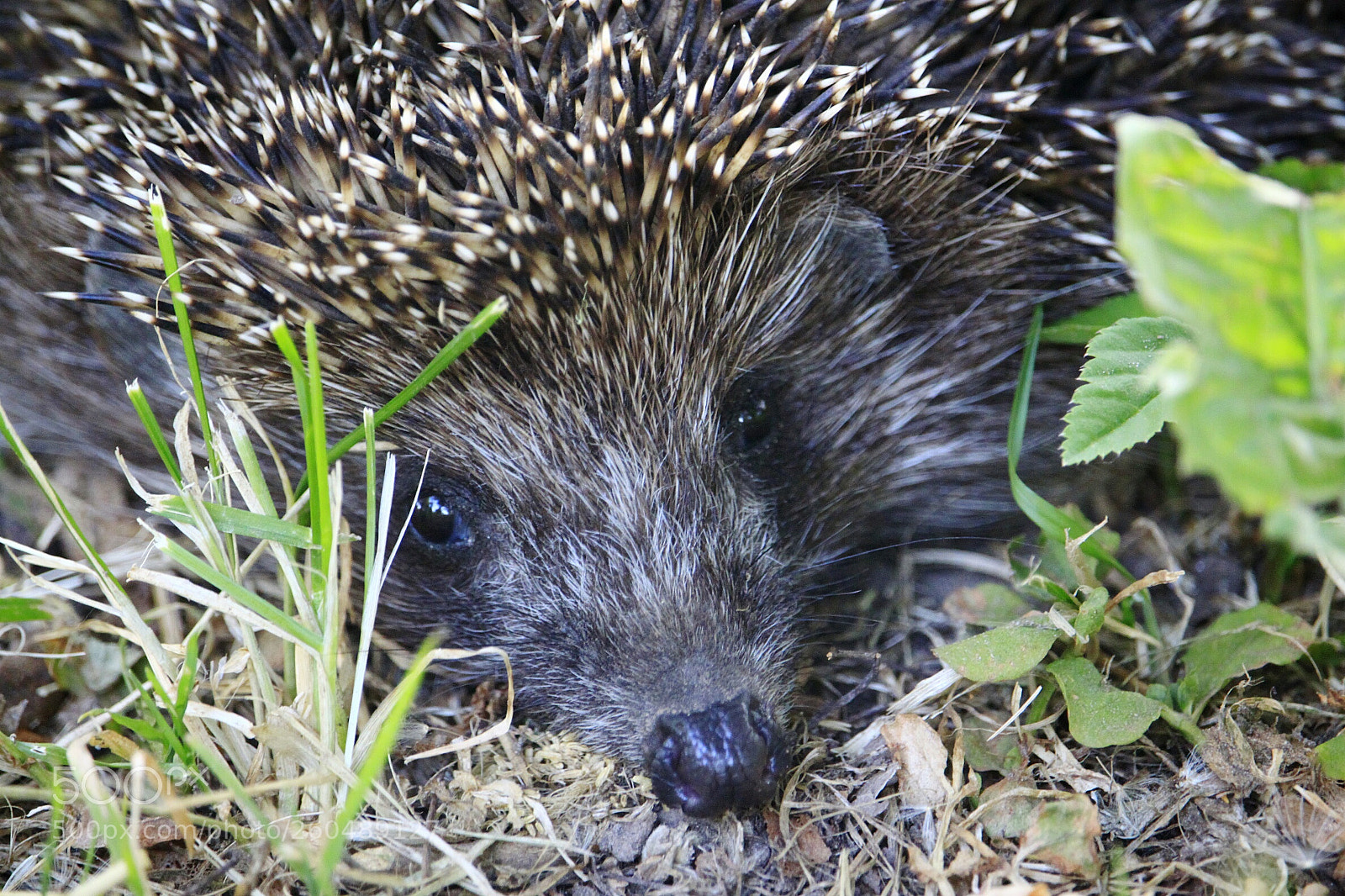 Canon EOS 500D (EOS Rebel T1i / EOS Kiss X3) sample photo. Hedgehog photography