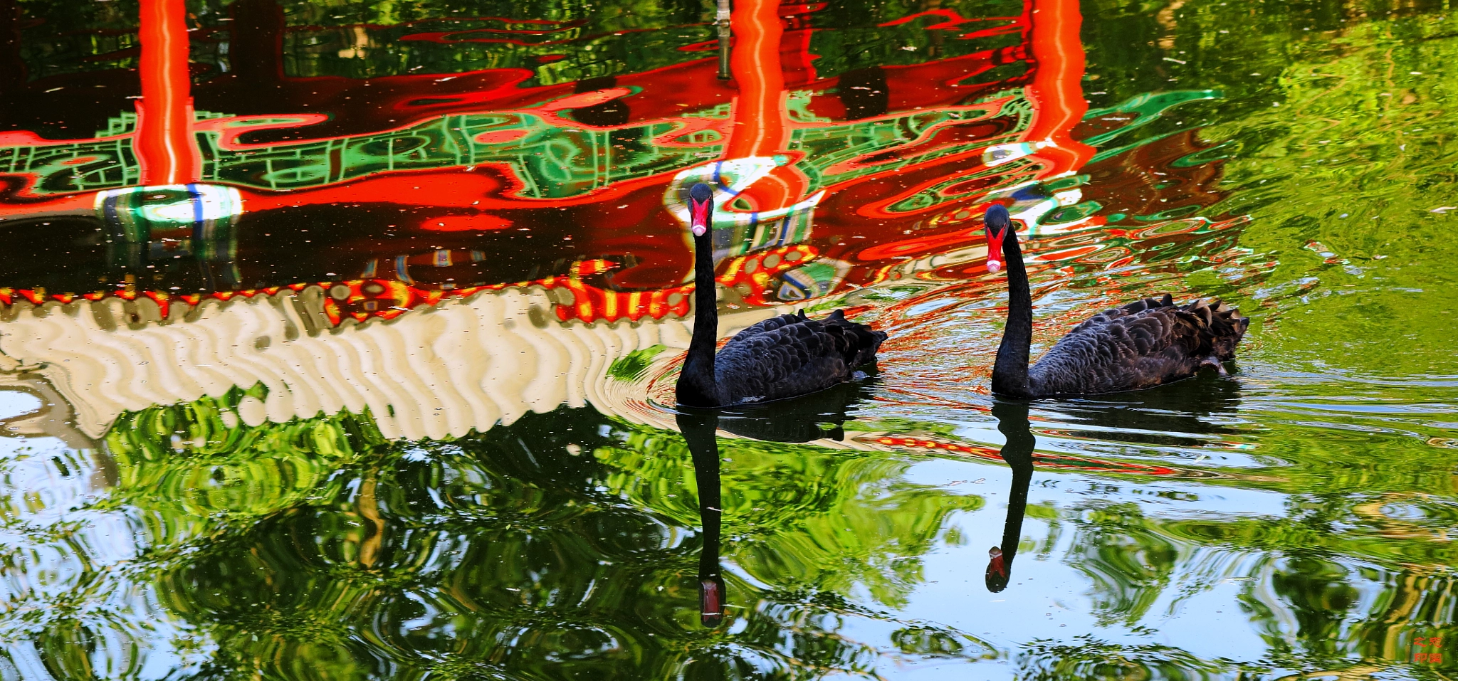 Canon PowerShot G1 X Mark II sample photo. Black swans photography