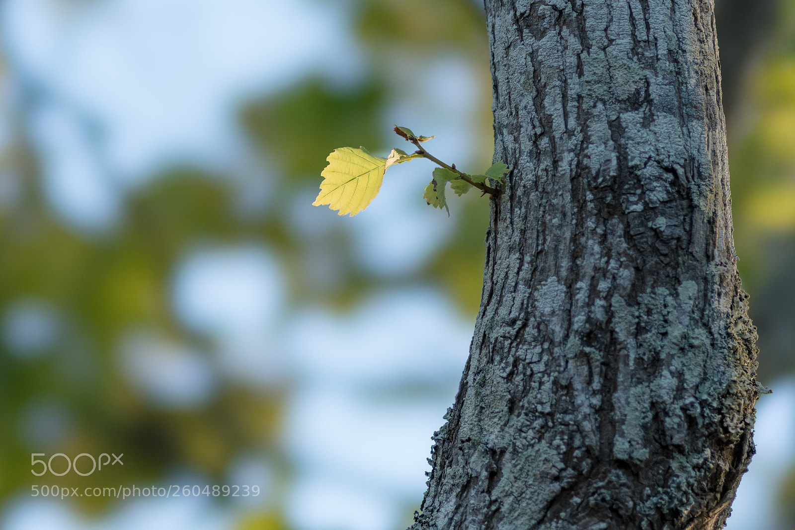 Sony a7R III sample photo. Dart photography