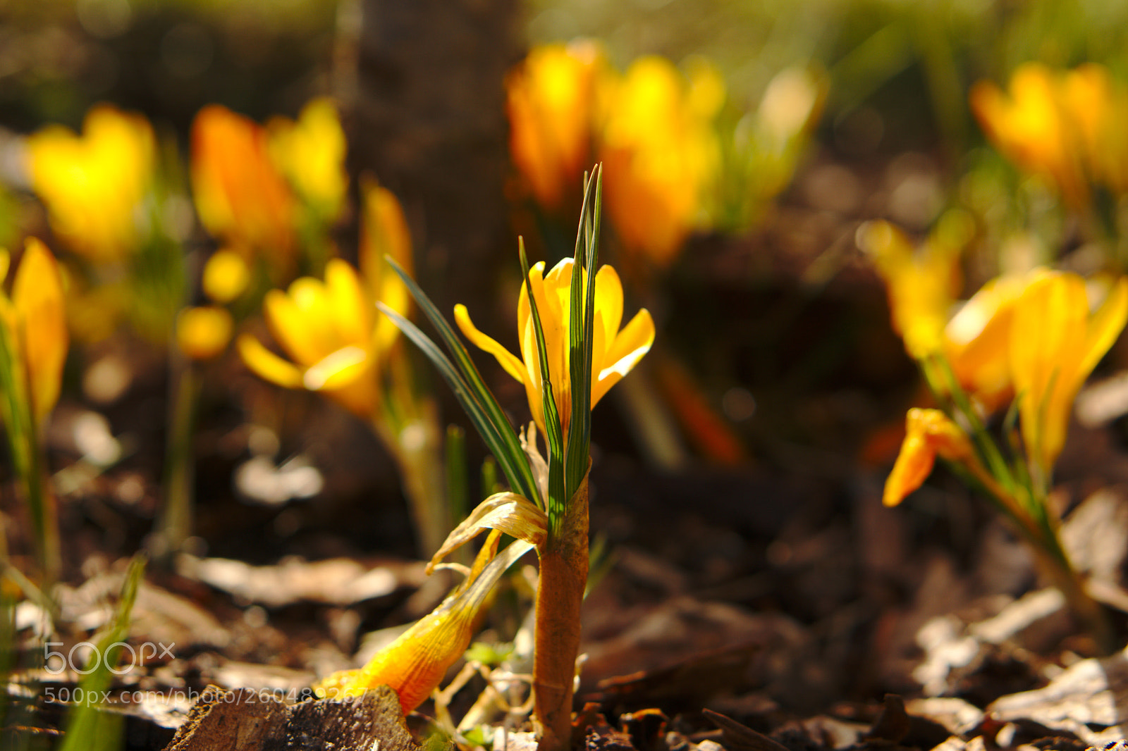 Sony a6000 sample photo. Flower in spring photography