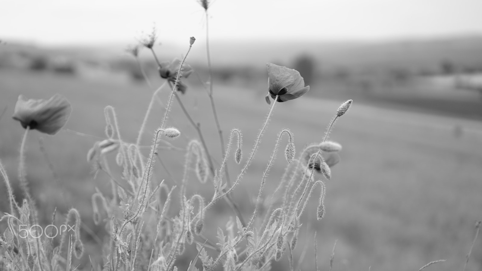 Sony a6000 + Sony E 35mm F1.8 OSS sample photo. Poppies in the wind photography