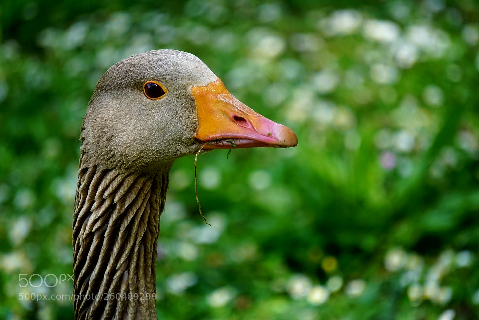 Sony a6000 sample photo. Beak photography