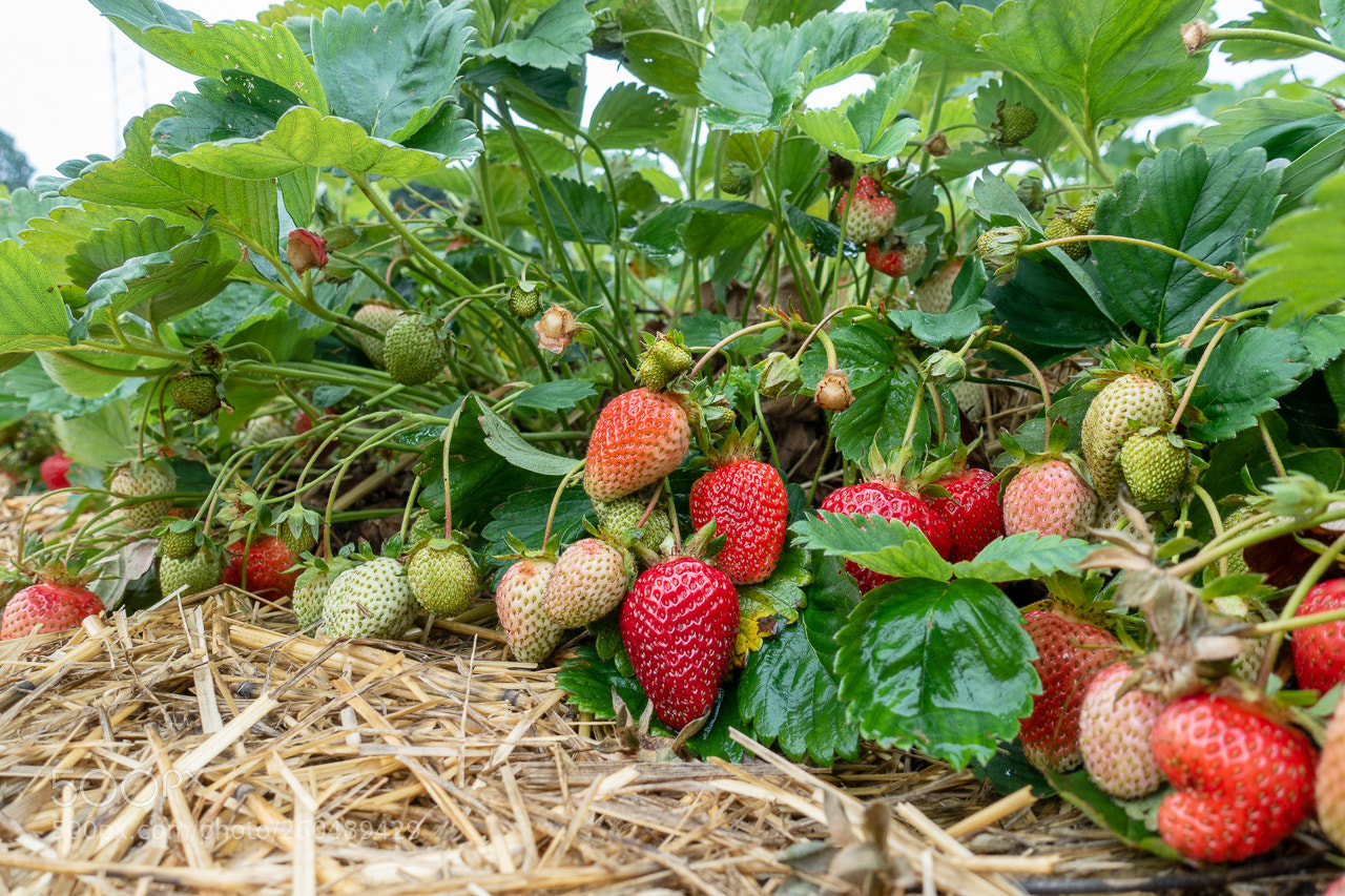 Sony Cyber-shot DSC-RX100 III sample photo. Strawberry time potd#1 photography