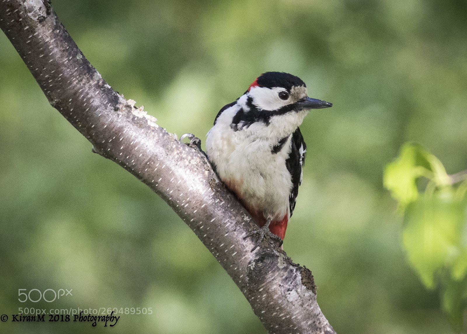 Canon EOS 7D Mark II sample photo. Great spotted woodpecker  photography