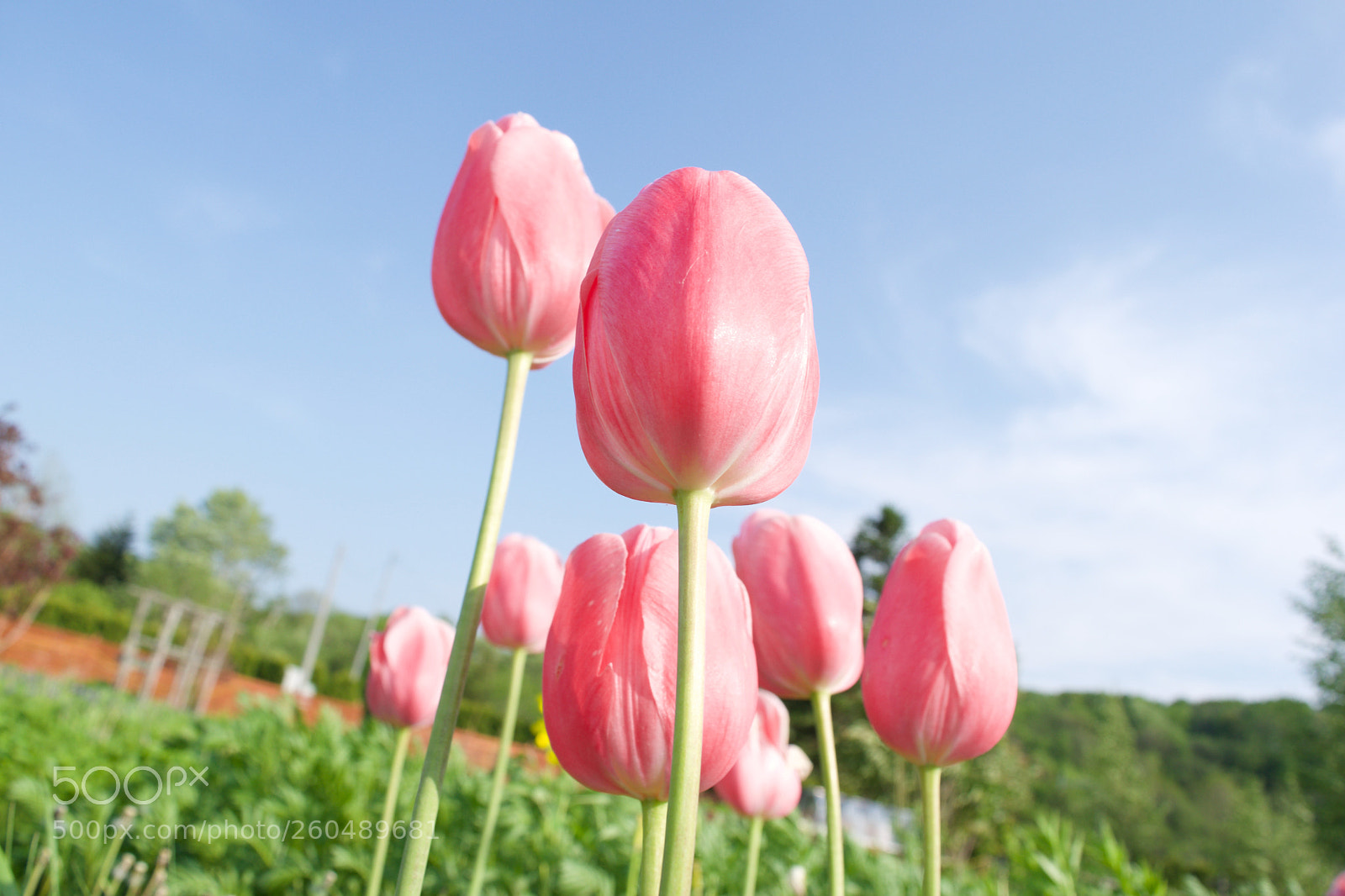 Nikon D5500 sample photo. チューリップ photography