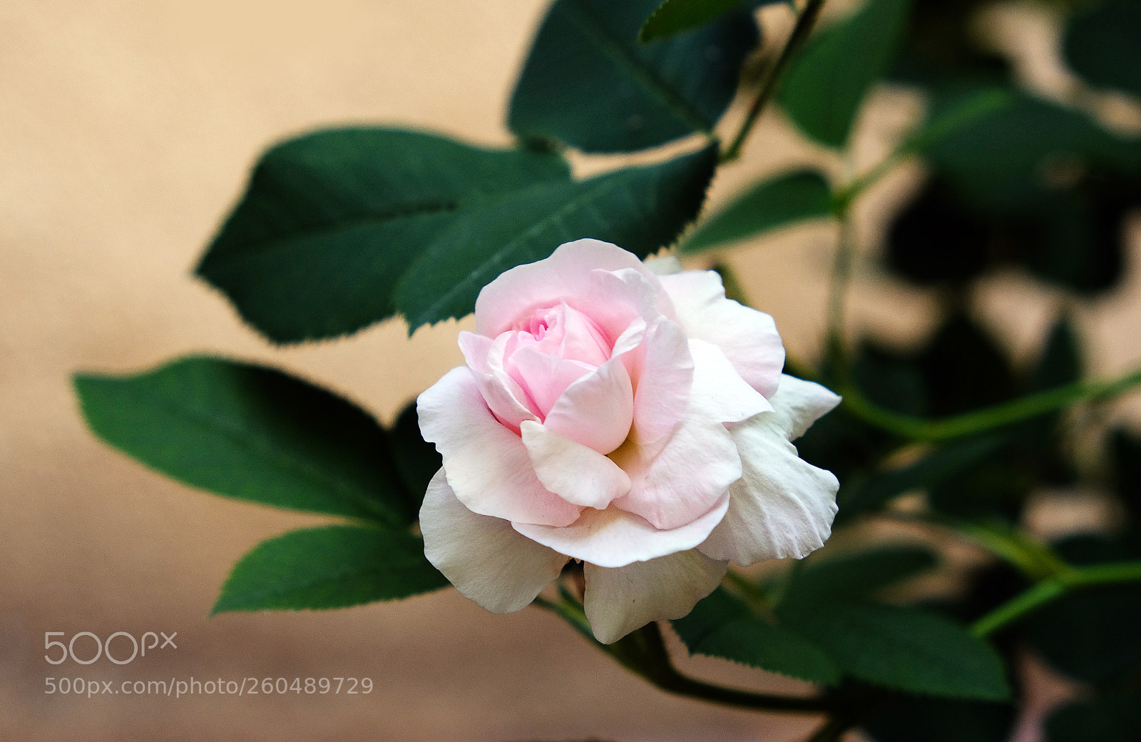 Fujifilm X-T20 sample photo. Cream rose photography