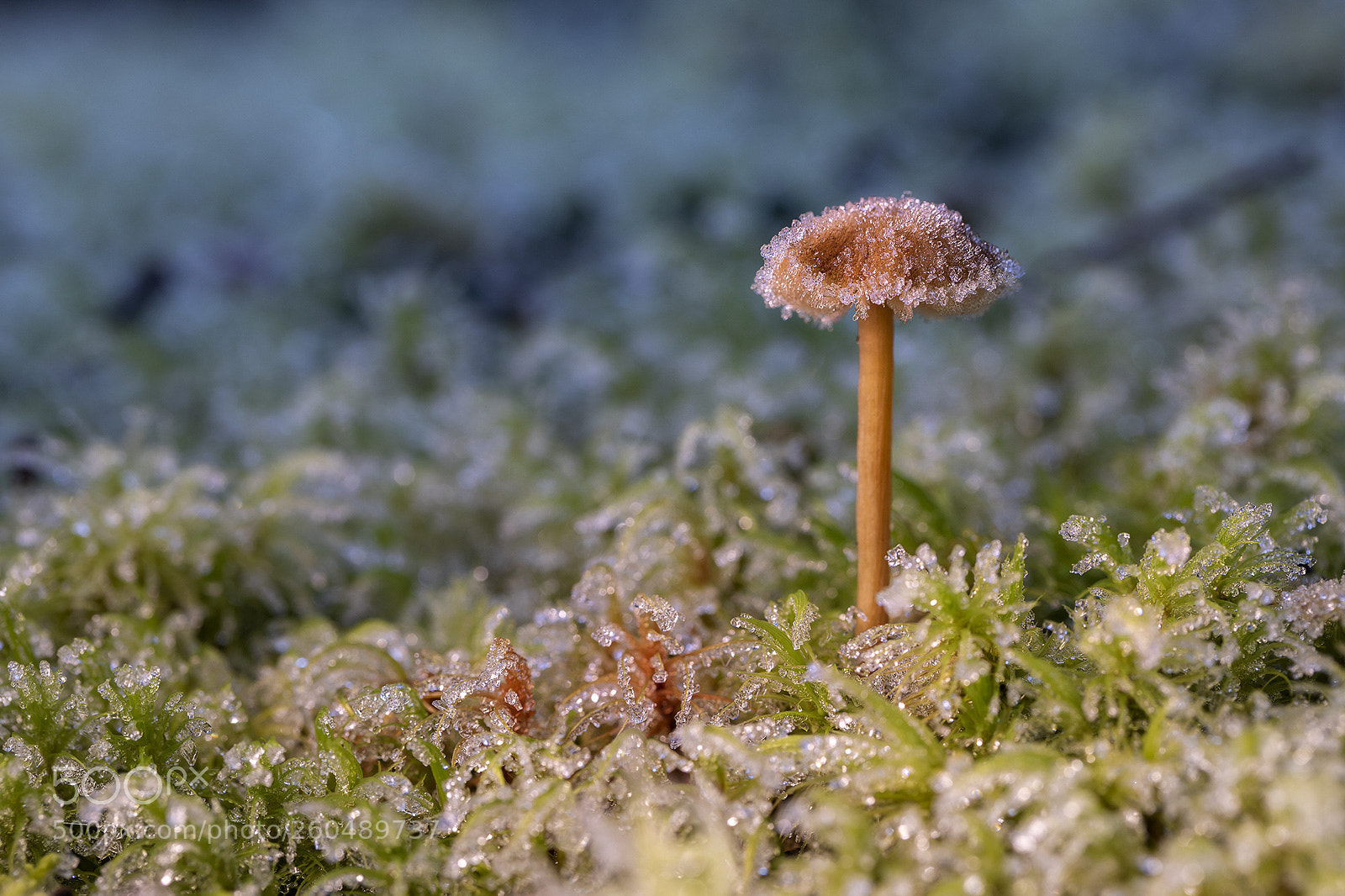 Canon EOS 5D Mark IV sample photo. Frozen fungi photography
