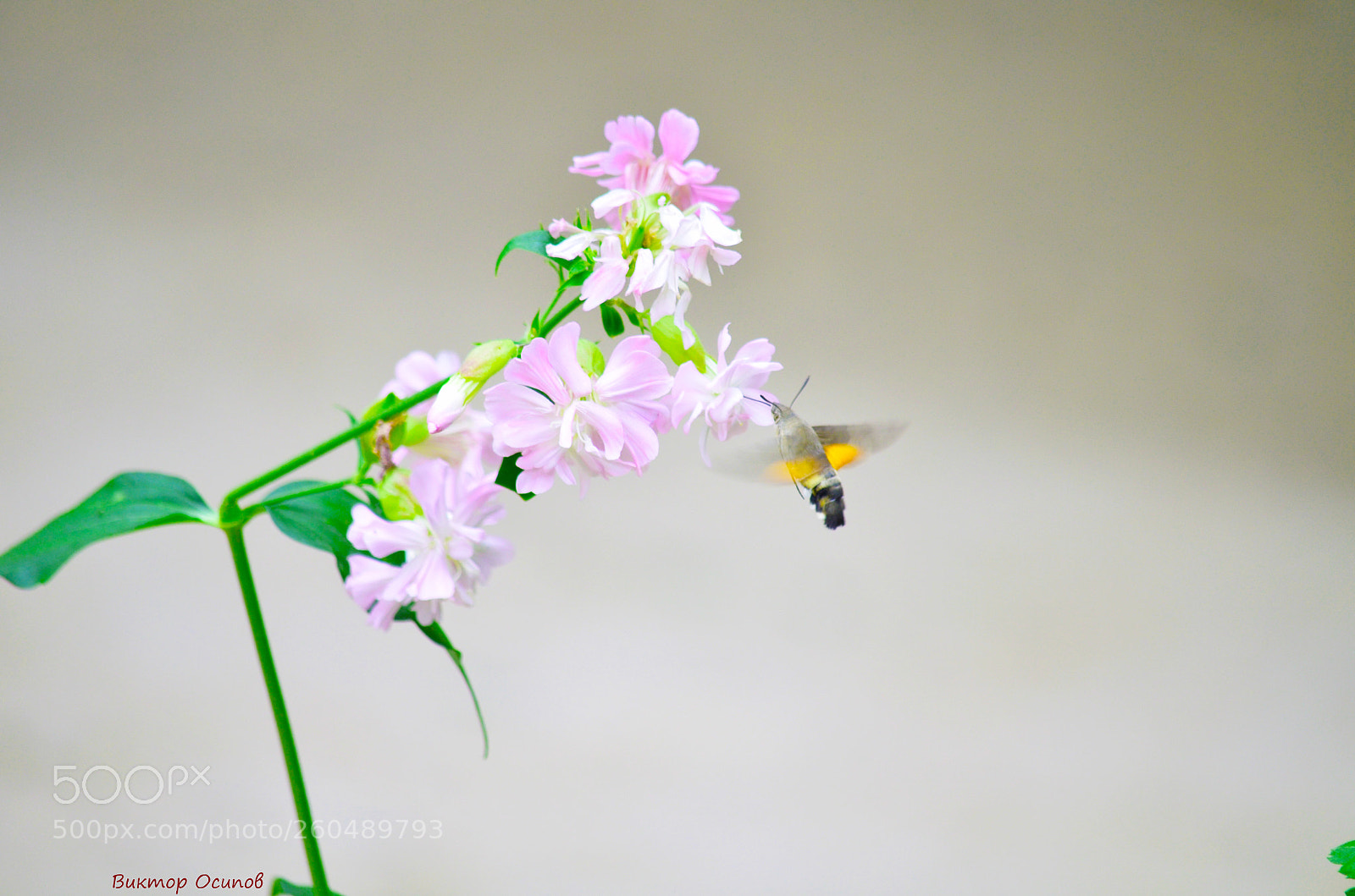 Nikon D5100 sample photo. Бабочка photography