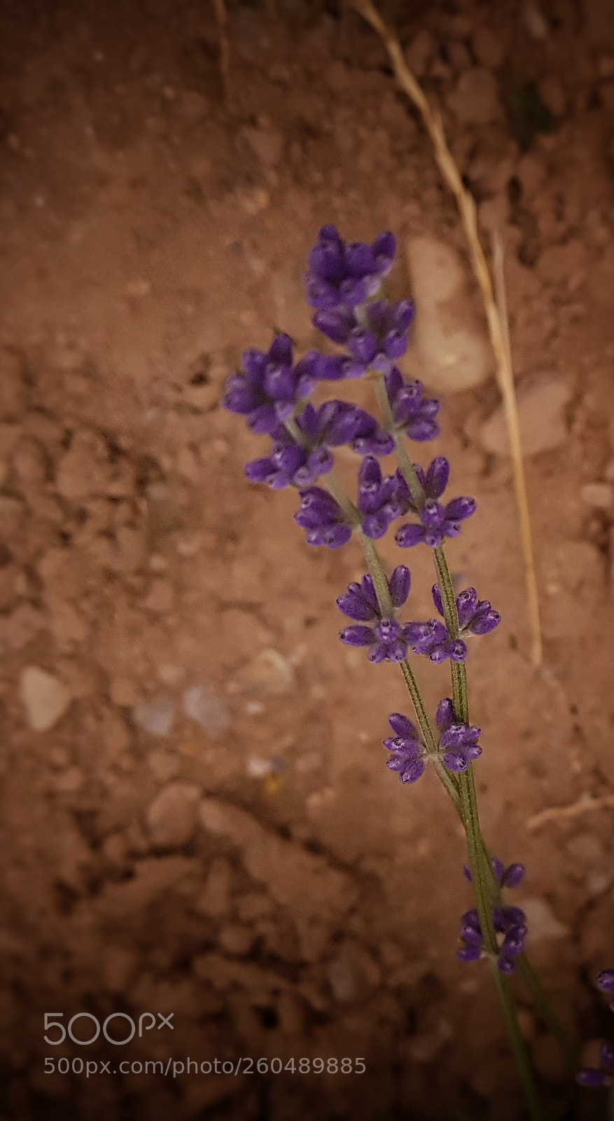Samsung Galaxy S7 sample photo. Lavander photography