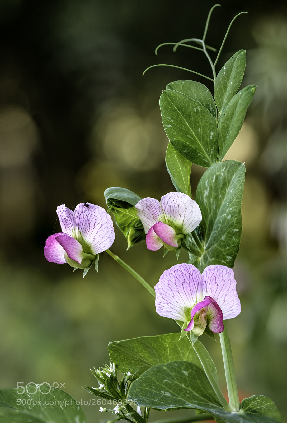 Fujifilm X-T2 sample photo. Of spring photography
