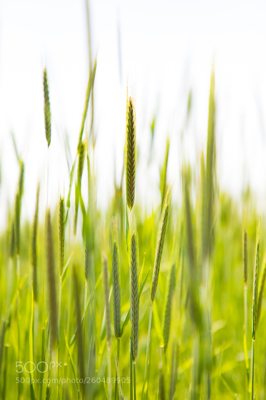 Canon EOS 6D Mark II sample photo. Spike photography