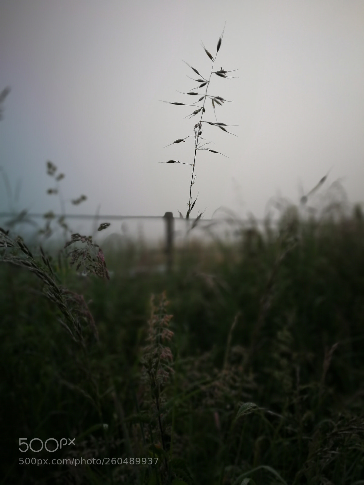 HUAWEI P10 sample photo. Alone photography