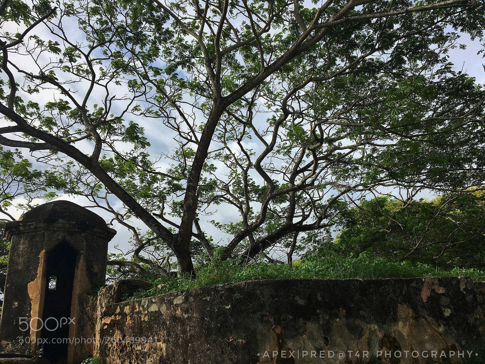 Apple iPhone 6s sample photo. Beauty of the nature  photography