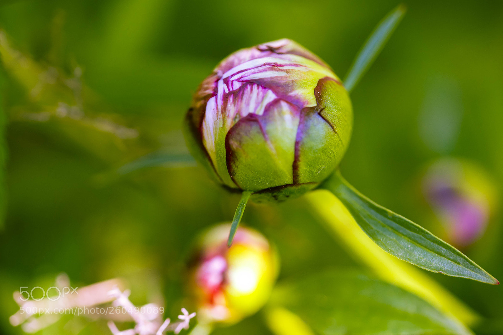 Canon EOS 6D sample photo. Blooming peonies photography