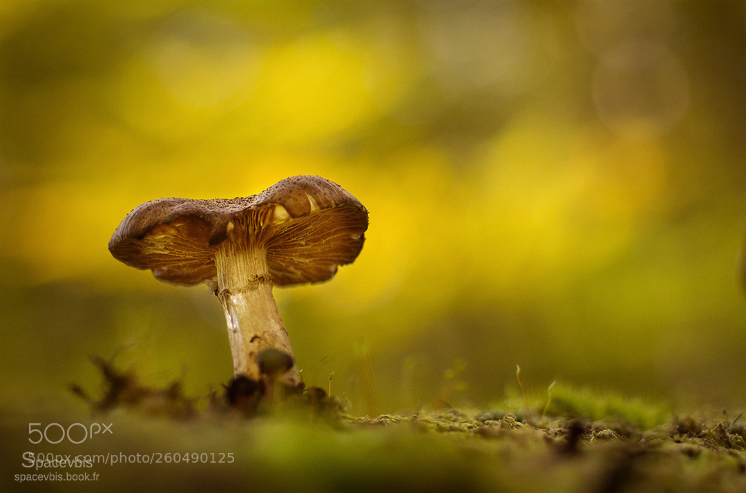 Nikon D7100 sample photo. Mushroom photography