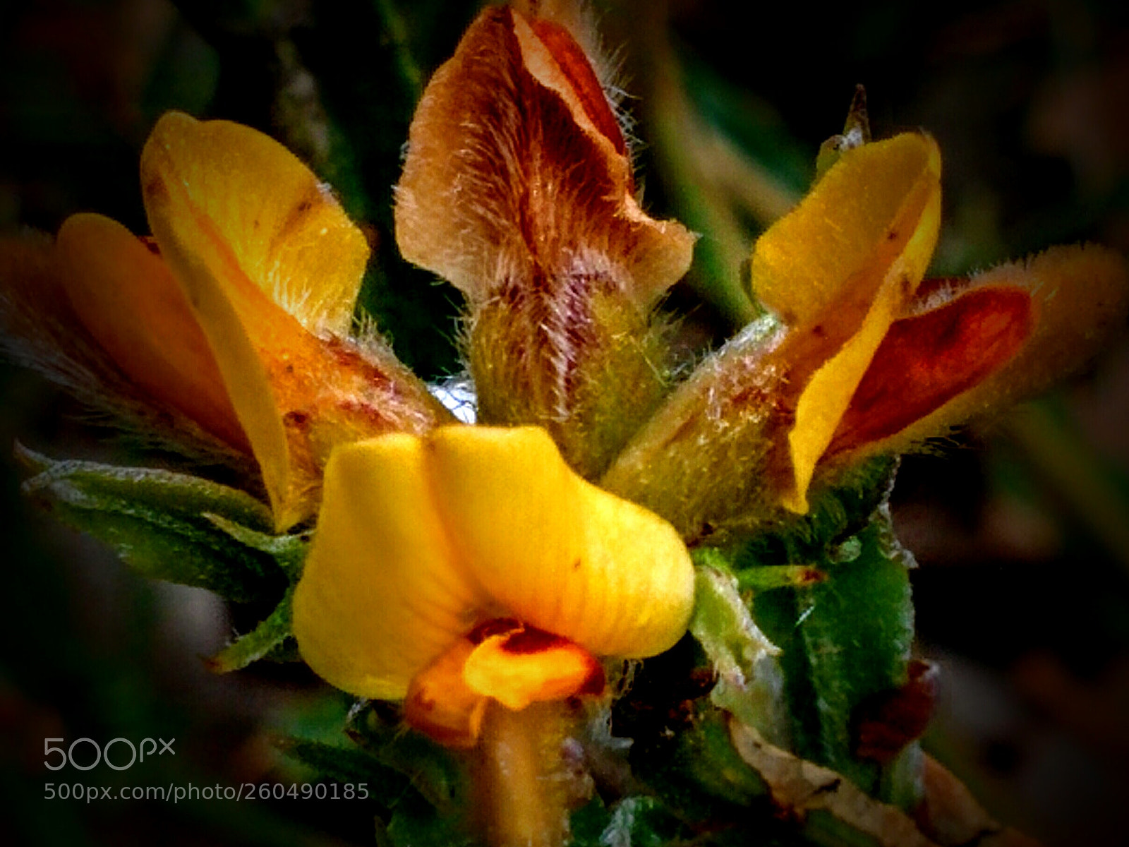 LG Nexus 5 sample photo. Genista tridentata photography