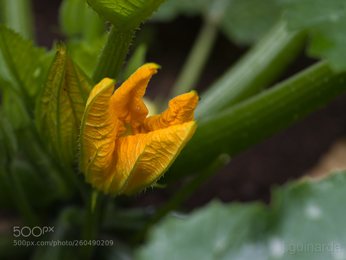 Pentax K-1 sample photo. Flor 8337 photography