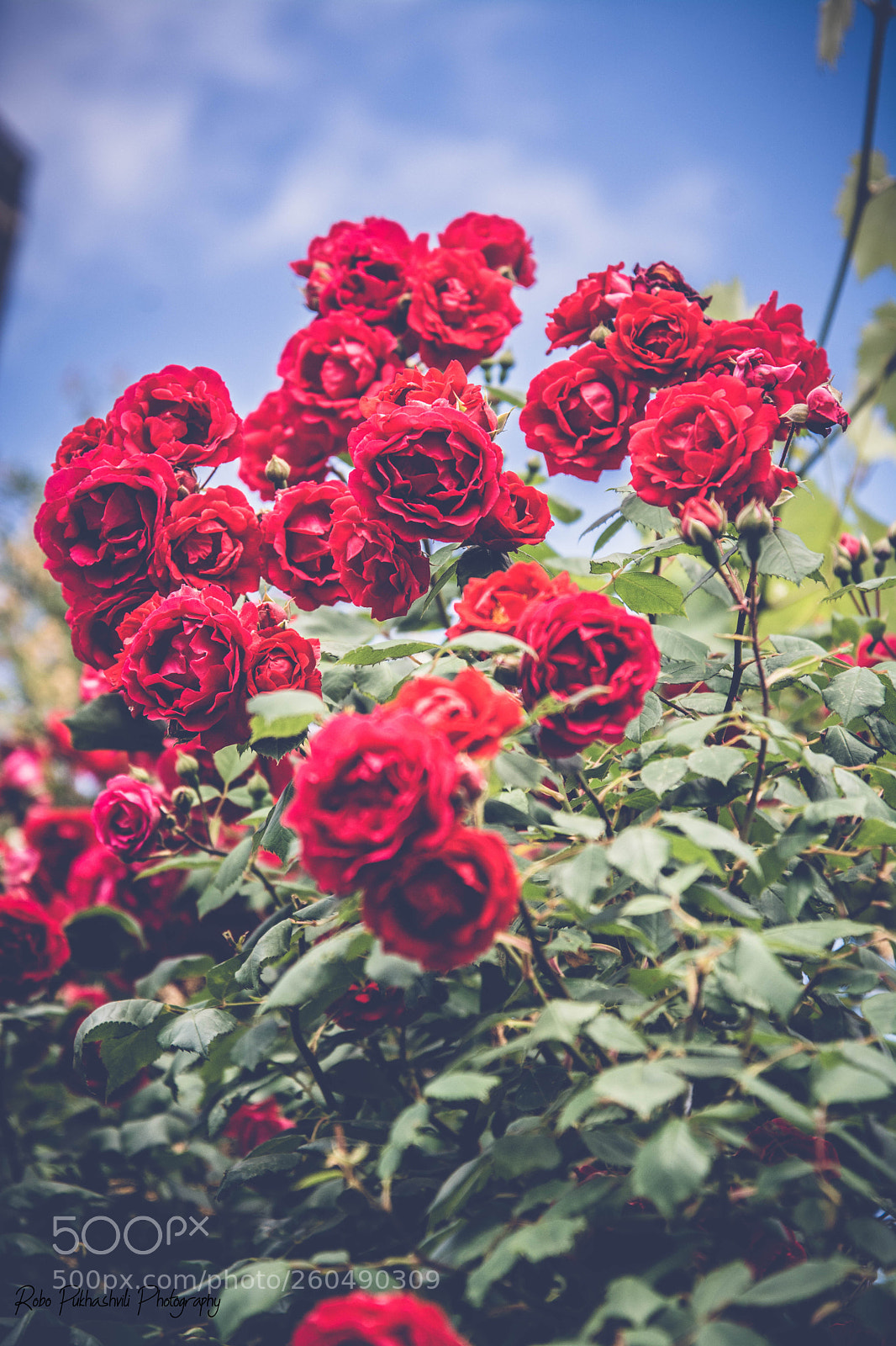 Nikon D7100 sample photo. ვარდები photography