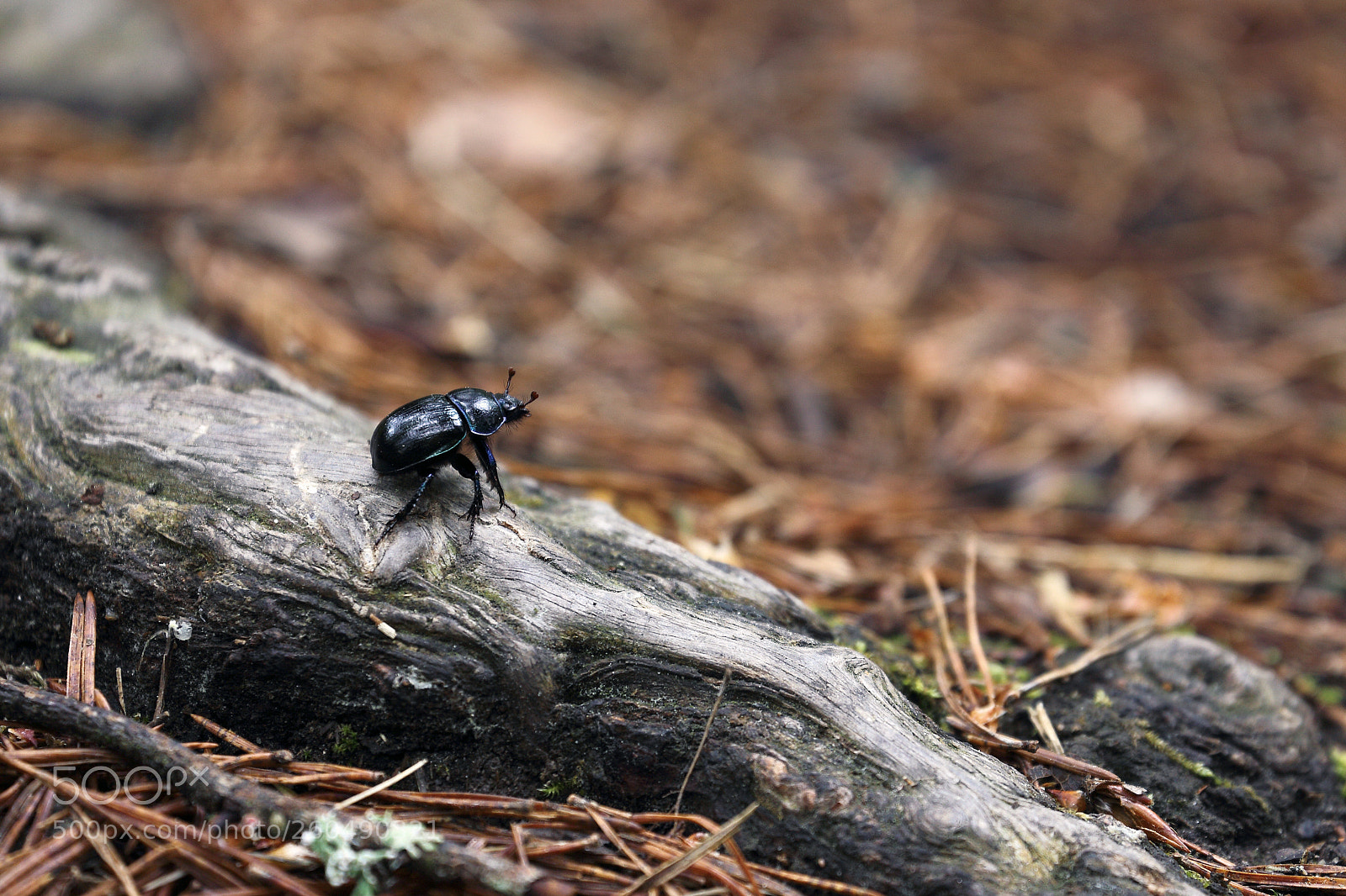 Canon EOS 6D sample photo. Beetle on root photography