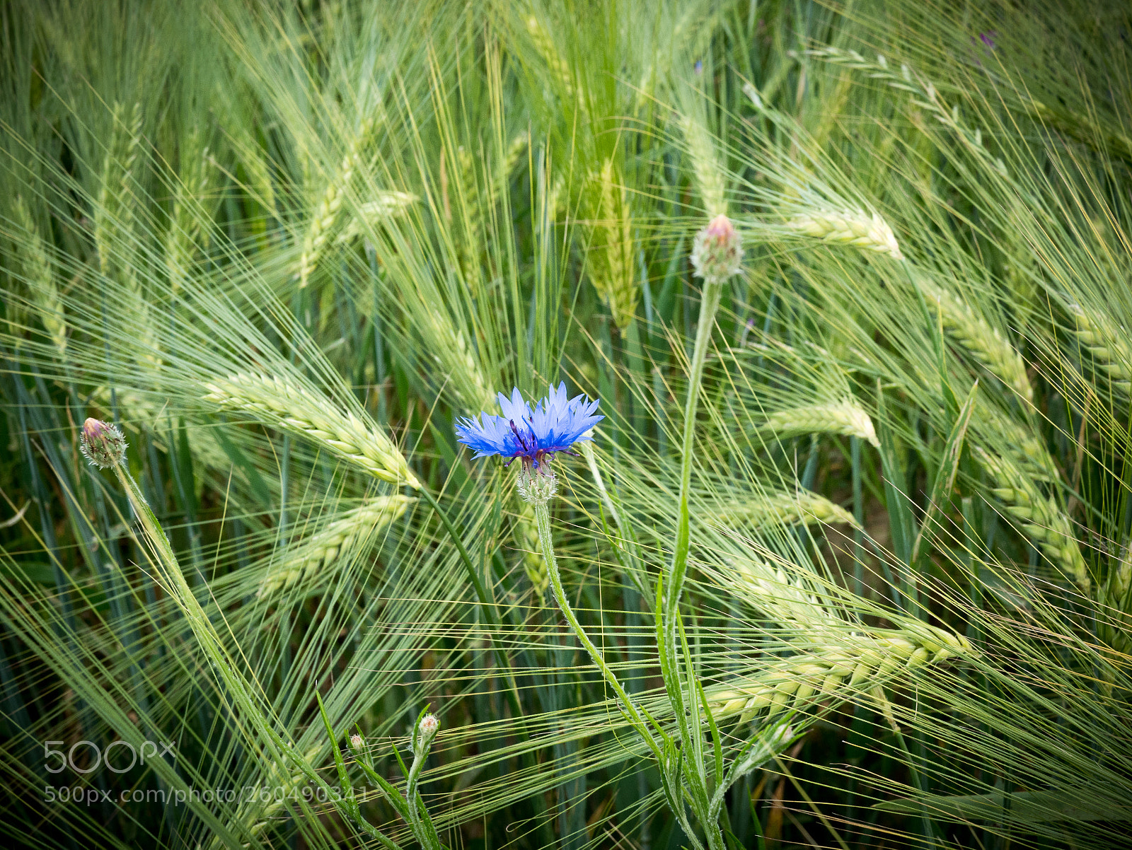 Panasonic Lumix DMC-GX85 (Lumix DMC-GX80 / Lumix DMC-GX7 Mark II) sample photo. 20180529-_1020437 photography