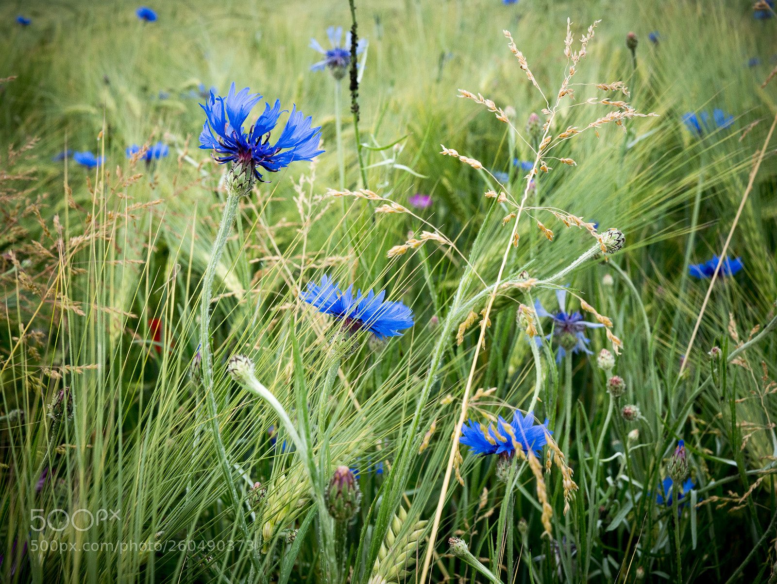 Panasonic Lumix DMC-GX85 (Lumix DMC-GX80 / Lumix DMC-GX7 Mark II) sample photo. 20180529-_1020435 photography
