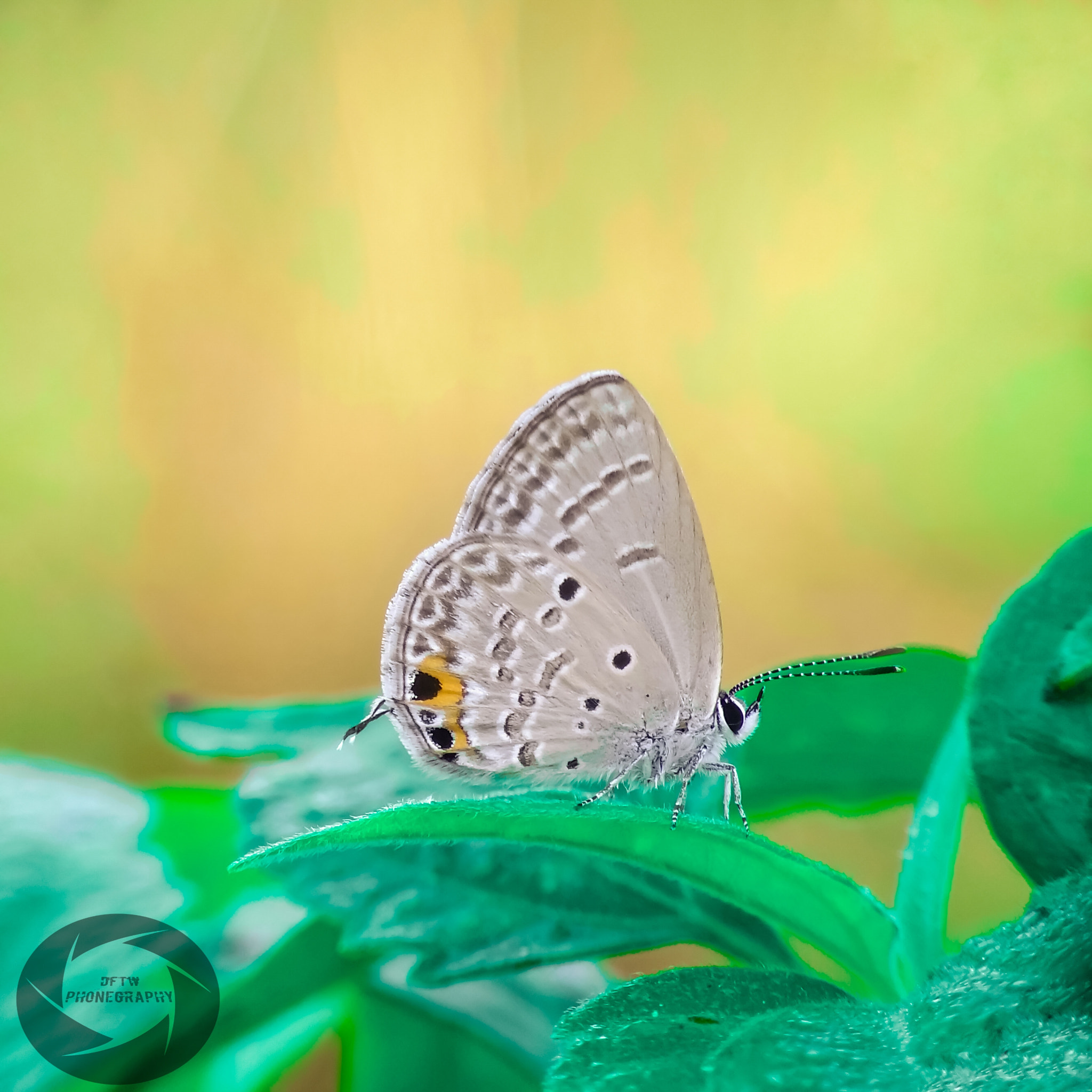 Xiaomi MI MAX sample photo. Just a little butterfly photography