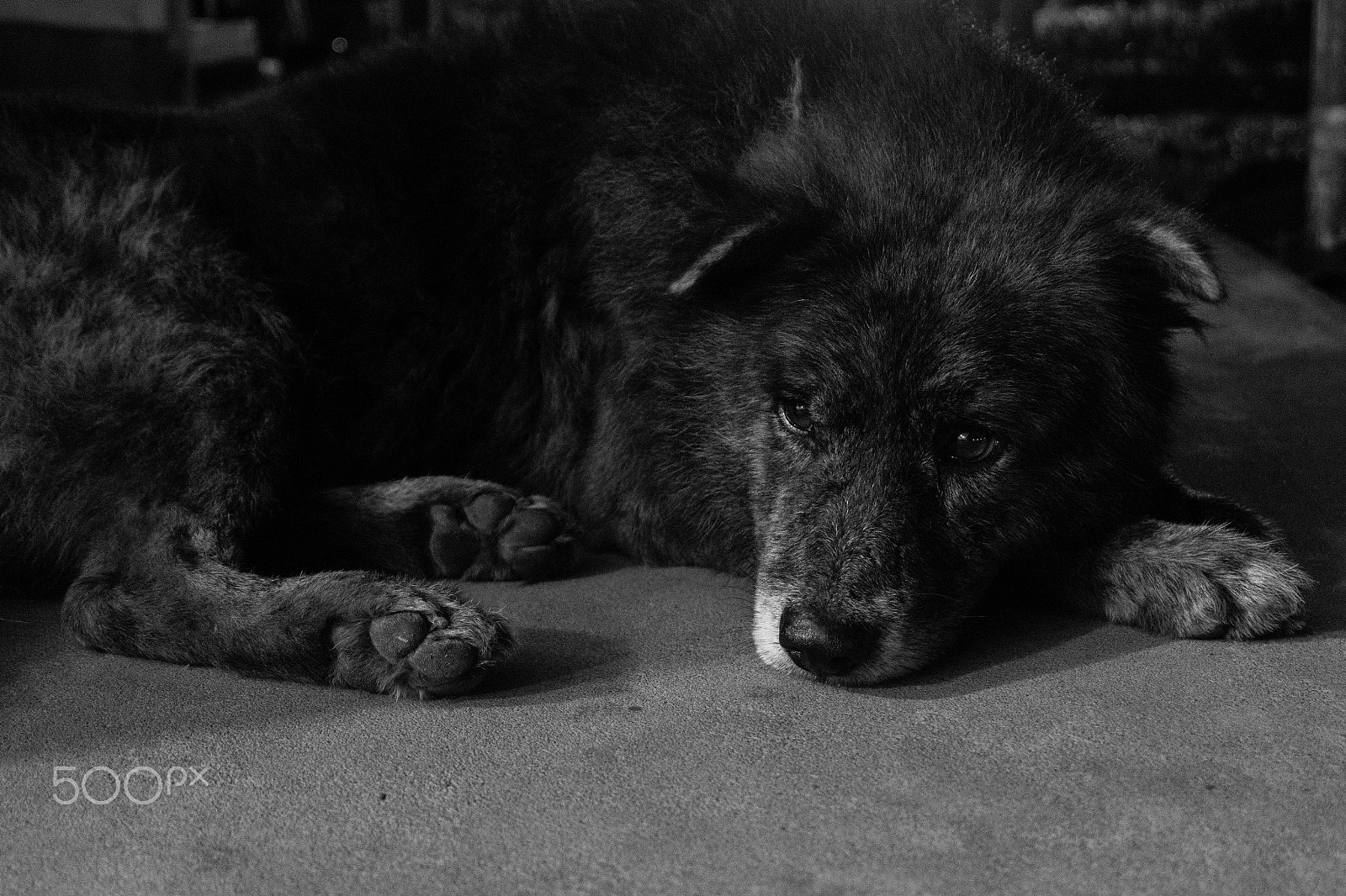 Fujifilm X-A10 sample photo. Blackdog photography