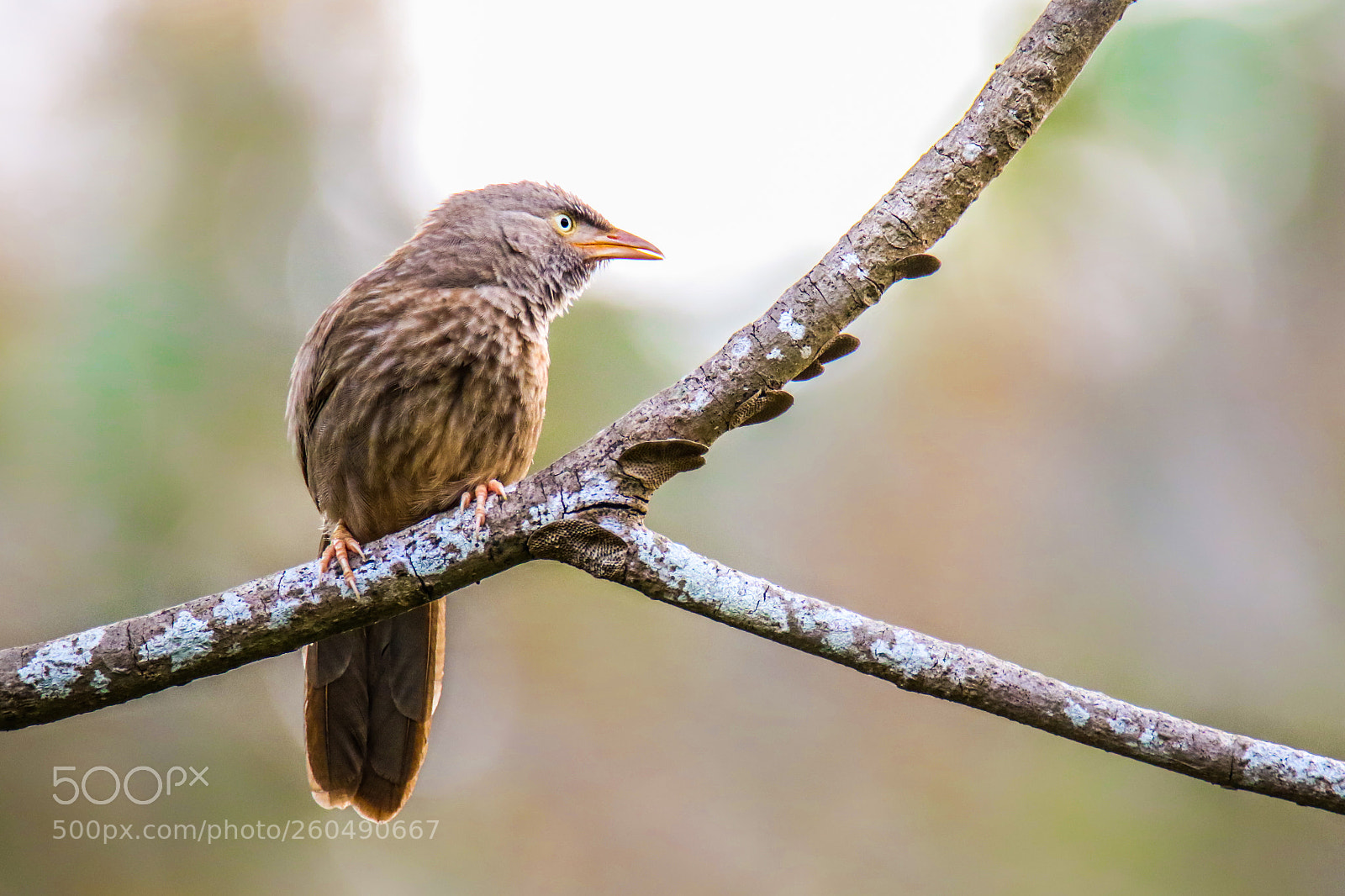 Canon EOS 7D Mark II sample photo. Jungle babbler photography