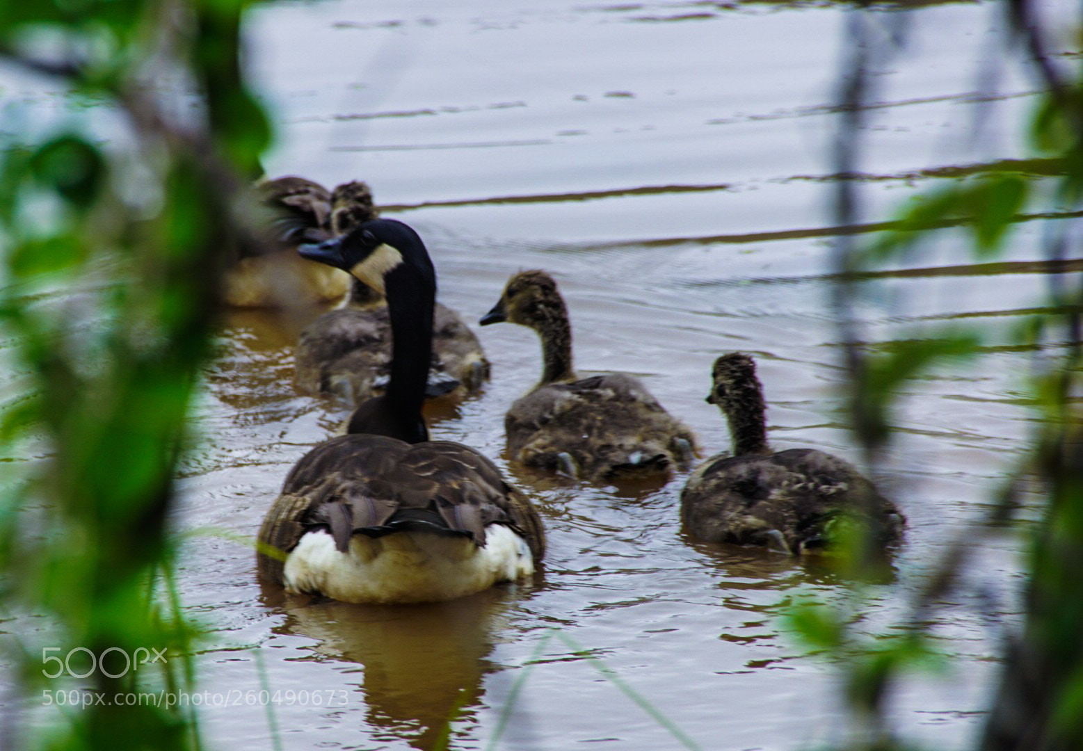 Sony a6000 sample photo. Goose departure photography