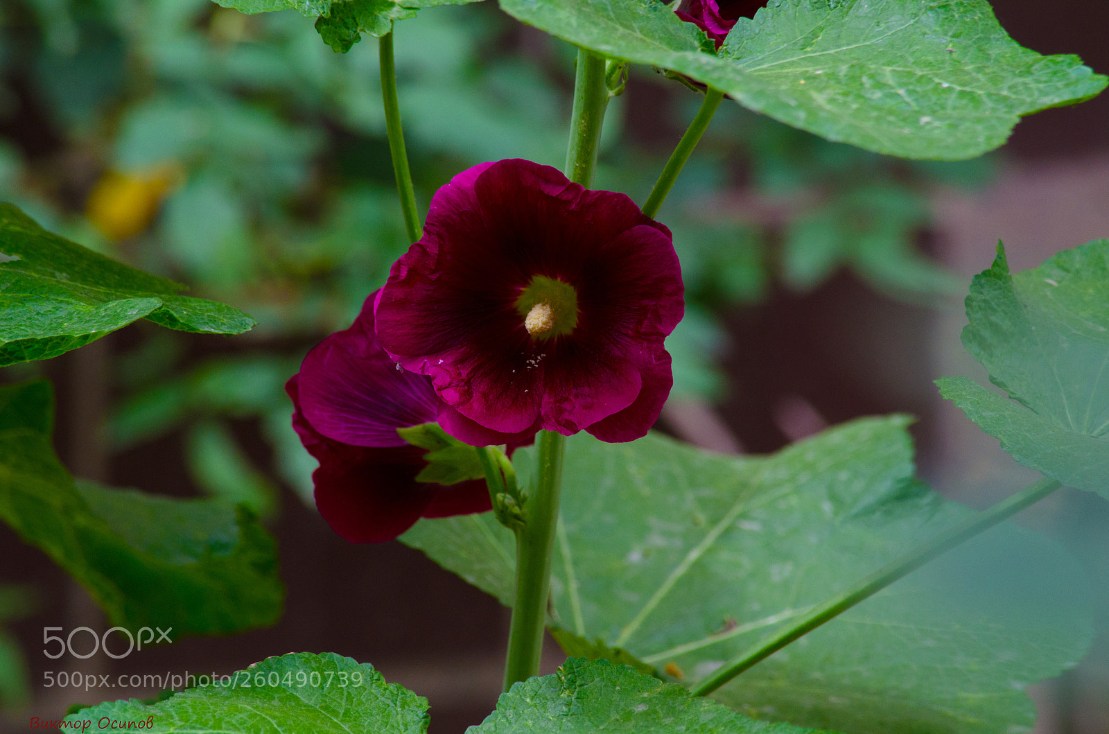 Nikon D5100 sample photo. Цветок photography