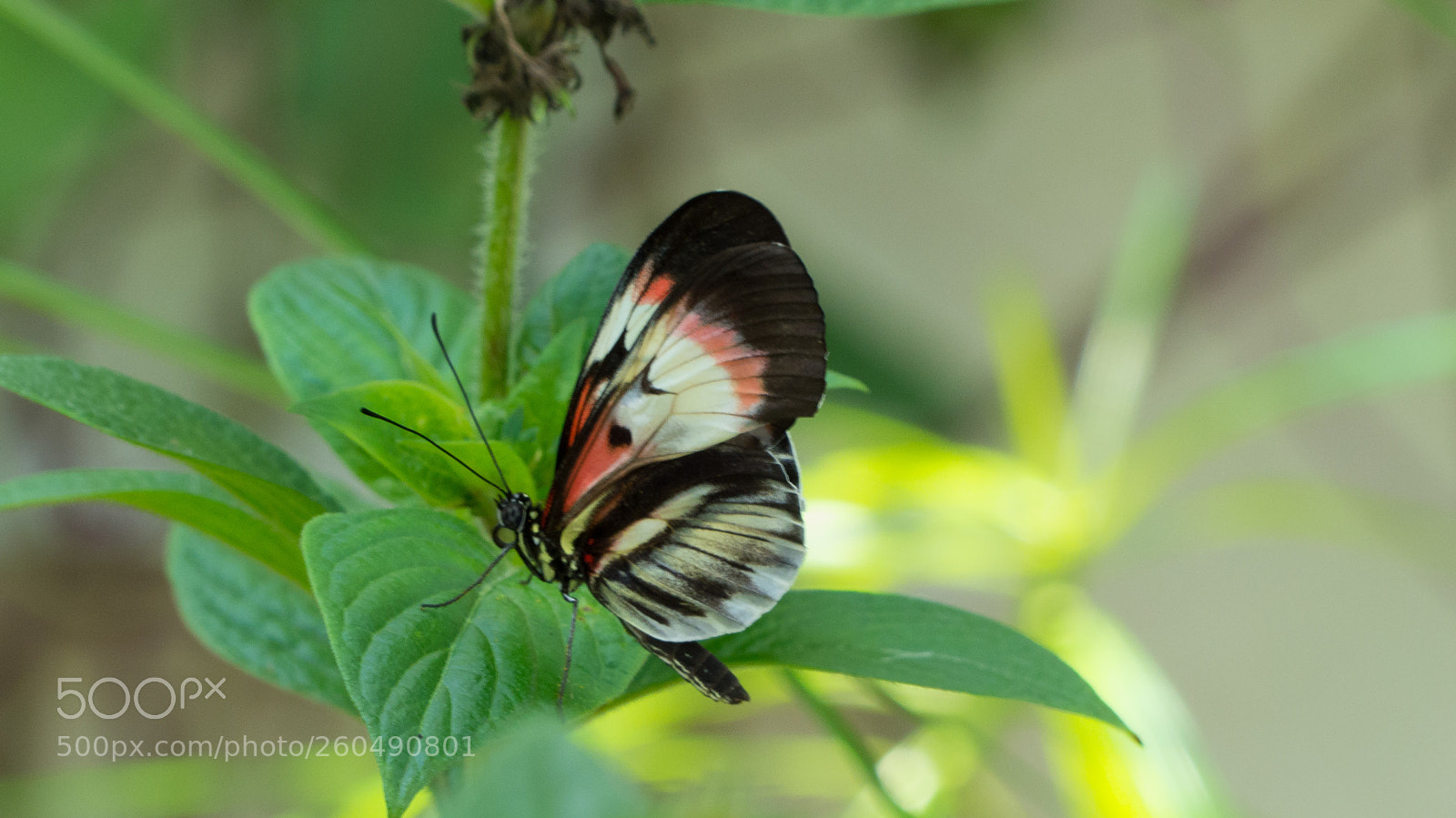 Panasonic Lumix DMC-FZ200 sample photo. Butterfly photography