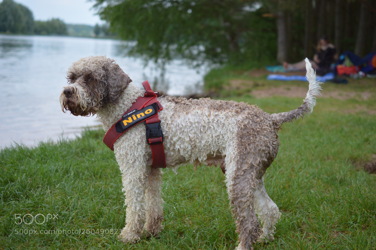 Nikon D3200 sample photo. Nino photography