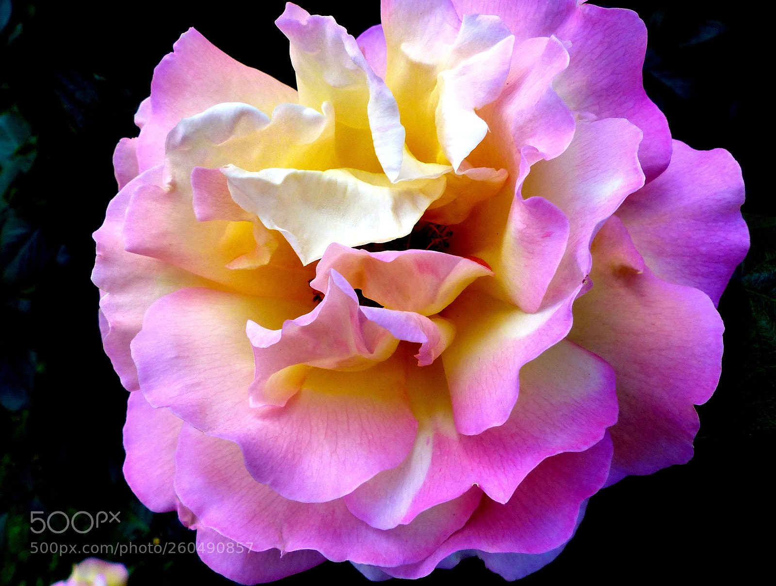 Panasonic Lumix DMC-FZ200 sample photo. Rose tea. photography