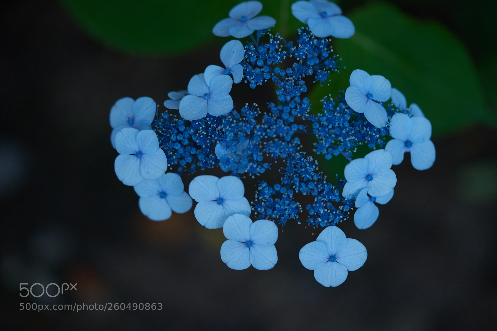 Sony a7 sample photo. Flowers 6710 photography