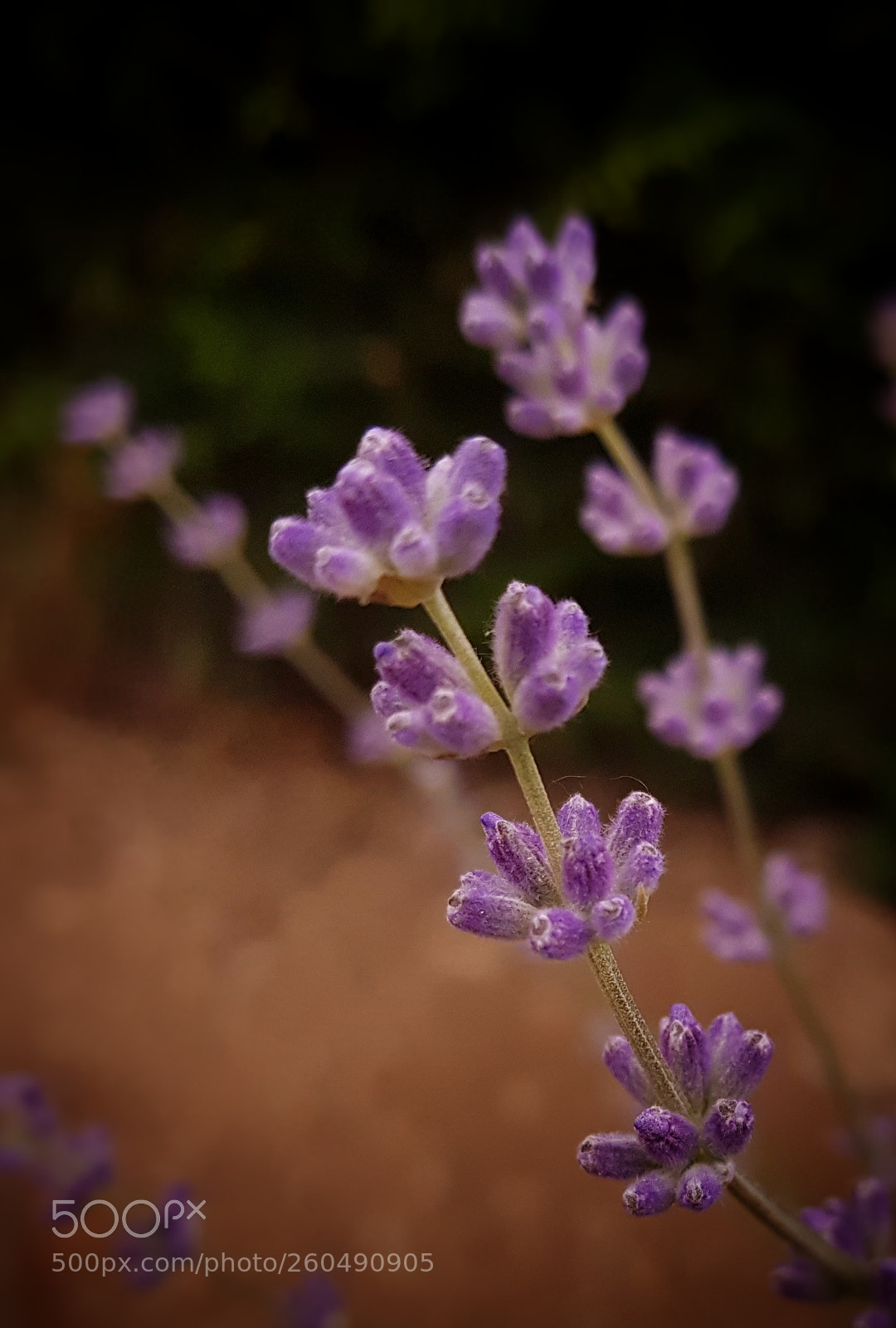 Samsung Galaxy S7 sample photo. Lavander 3 photography