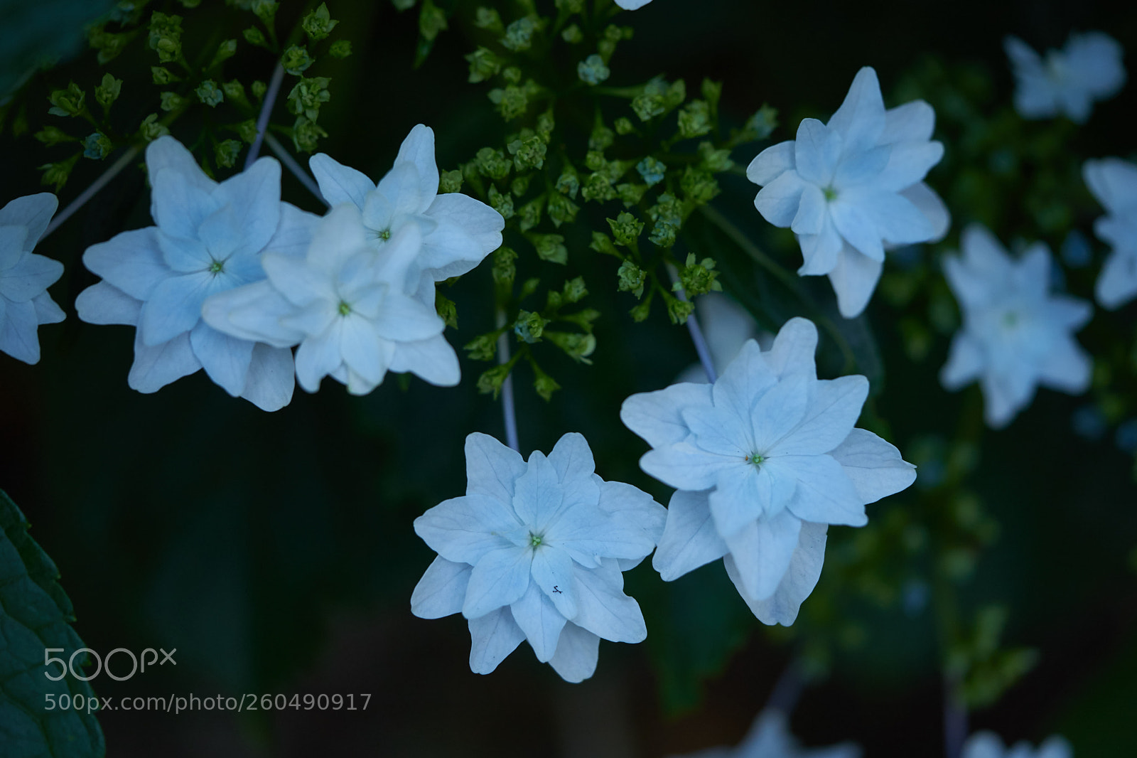 Sony a7 sample photo. Flowers 6711 photography