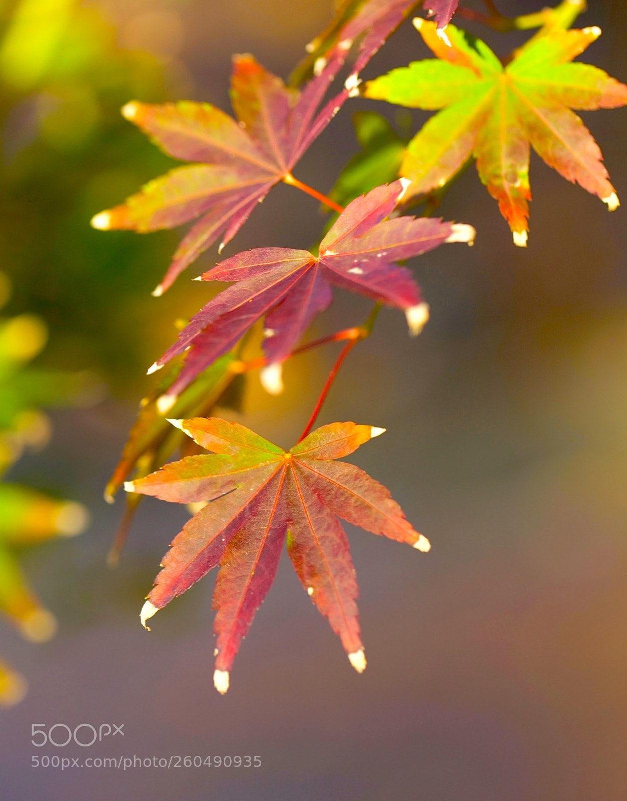 Canon EOS 5DS sample photo. Autumn stars photography