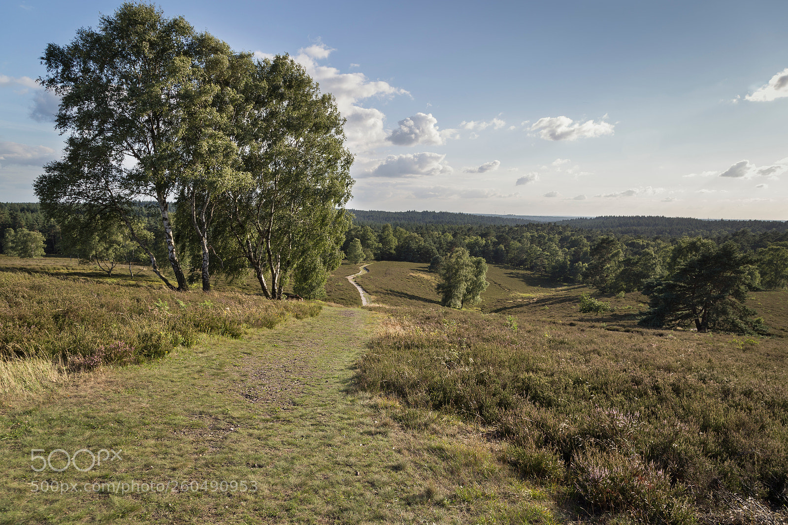 Canon EOS 6D sample photo. Heathland photography
