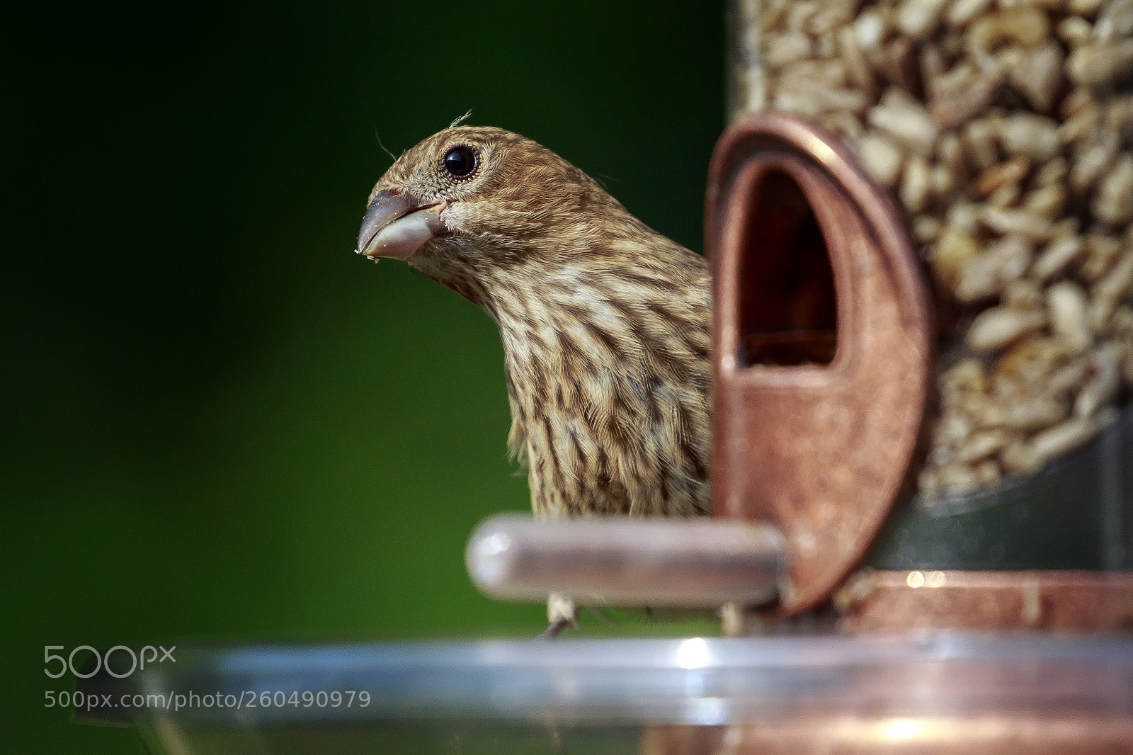 Canon EOS 7D Mark II sample photo. Baby house finch photography