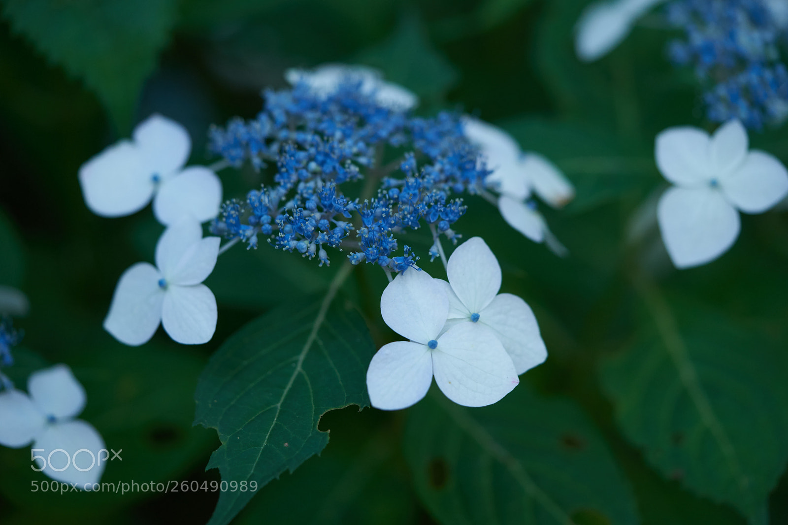 Sony a7 sample photo. Flowers 6712 photography