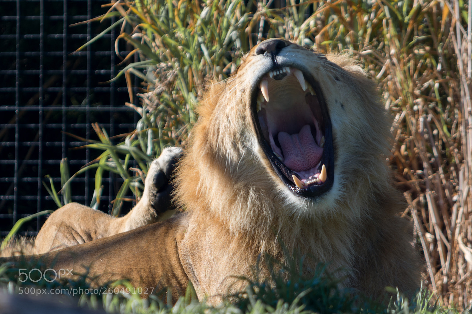 Nikon D7200 sample photo. Yawn photography