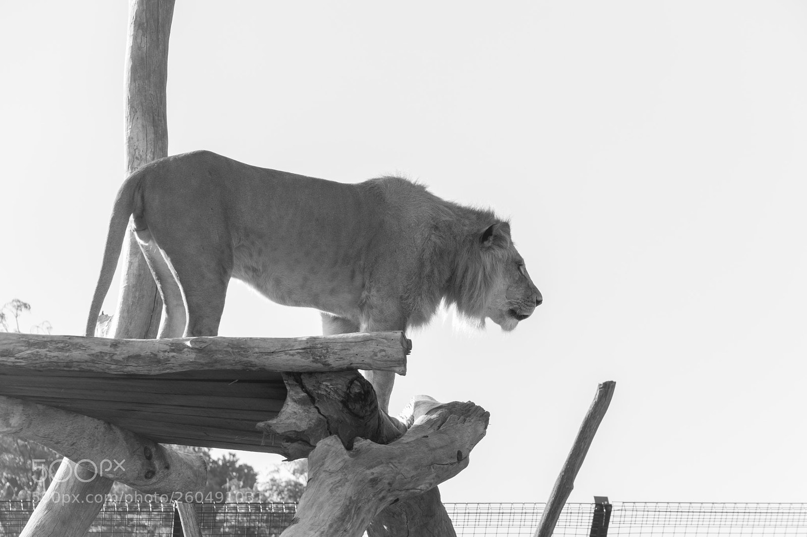 Nikon D7200 sample photo. Lion on platform photography