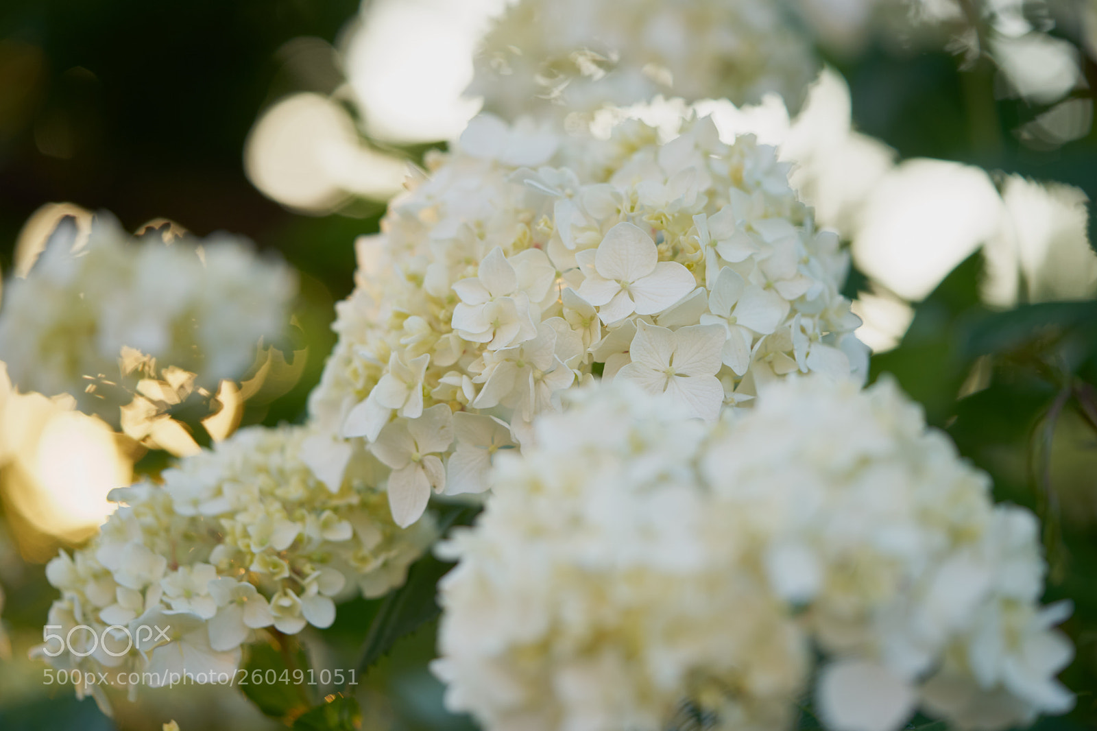 Sony a7 sample photo. Flowers 6713 photography