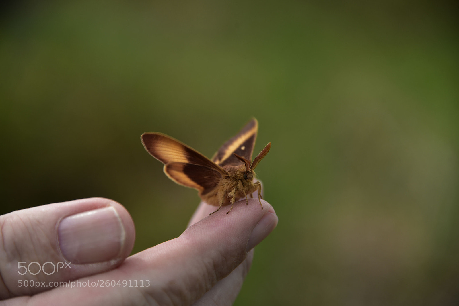 Nikon D750 sample photo. Oak eggar photography