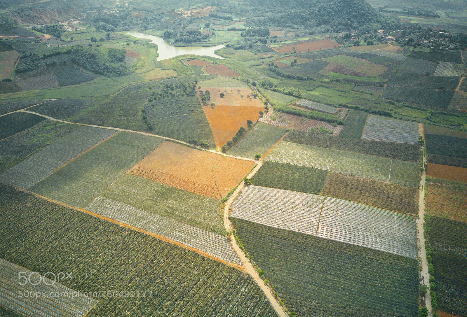 DJI FC220 sample photo. Aerial view of pineapple photography
