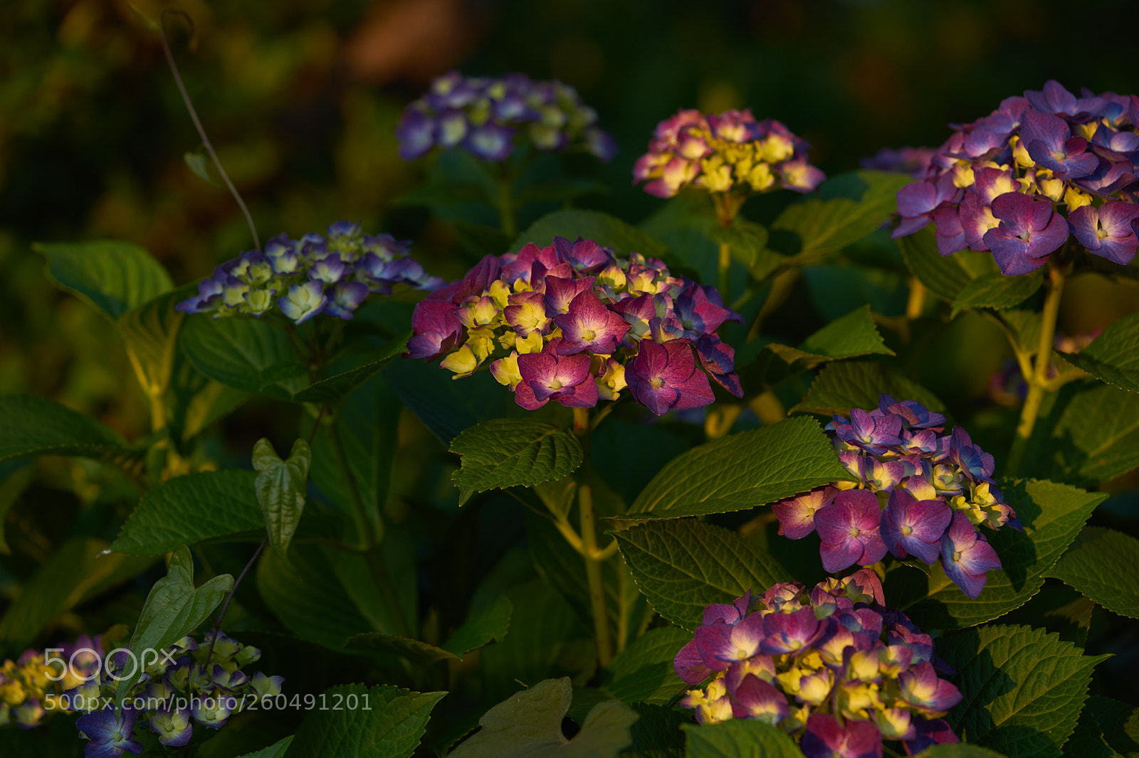 Sony a7 sample photo. Flowers 6714 photography